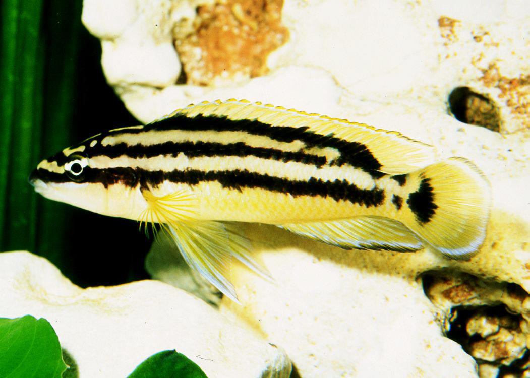 Julidochromis ornatus